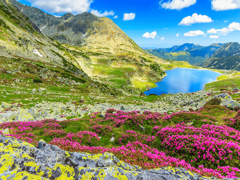 Value Flower Trek