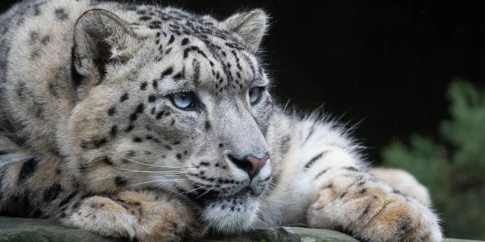 Wildlife